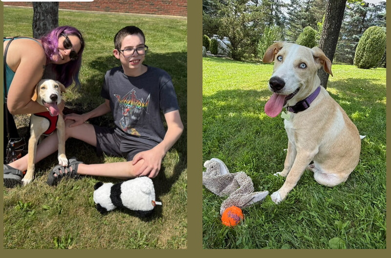 A rescue dog with a happy family outdoors
