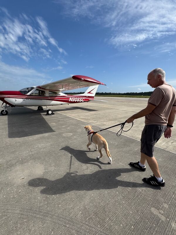 A rescue dog walking safely with a handler near the aircraft