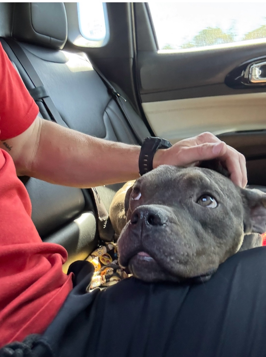 A rescue dog safe during ground transport
