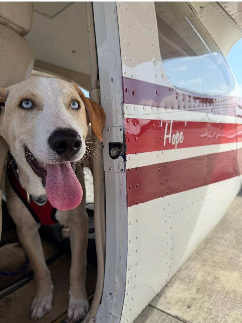 A happy rescue dog safely inside Hope, with the Hope name visible on the aircraft