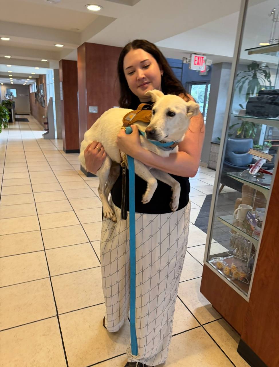 A rescued dog handed off between rescue volunteers